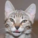 Profile photo of Sparkie951